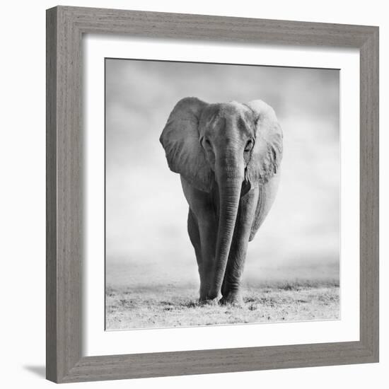 Elephant-Donvanstaden-Framed Photographic Print