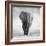 Elephant-Donvanstaden-Framed Photographic Print