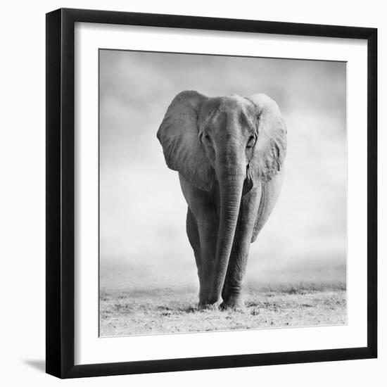 Elephant-Donvanstaden-Framed Photographic Print