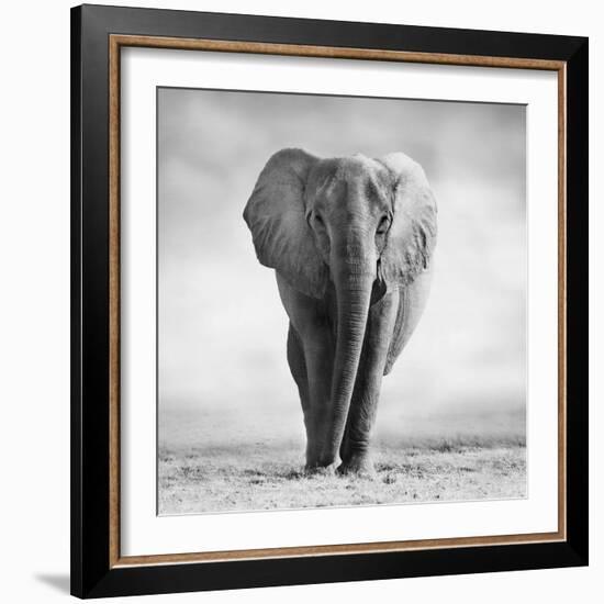 Elephant-Donvanstaden-Framed Photographic Print