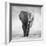 Elephant-Donvanstaden-Framed Photographic Print