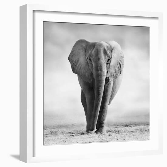 Elephant-Donvanstaden-Framed Photographic Print