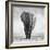 Elephant-Donvanstaden-Framed Photographic Print