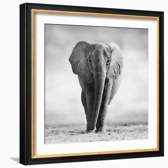 Elephant-Donvanstaden-Framed Photographic Print