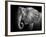 Elephant-Donvanstaden-Framed Photographic Print