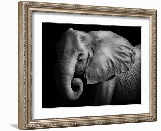 Elephant-Donvanstaden-Framed Photographic Print