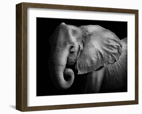 Elephant-Donvanstaden-Framed Photographic Print