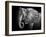 Elephant-Donvanstaden-Framed Photographic Print