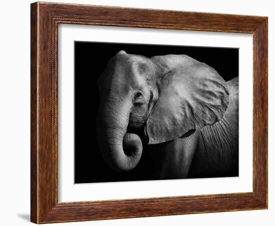 Elephant-Donvanstaden-Framed Photographic Print