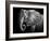 Elephant-Donvanstaden-Framed Photographic Print