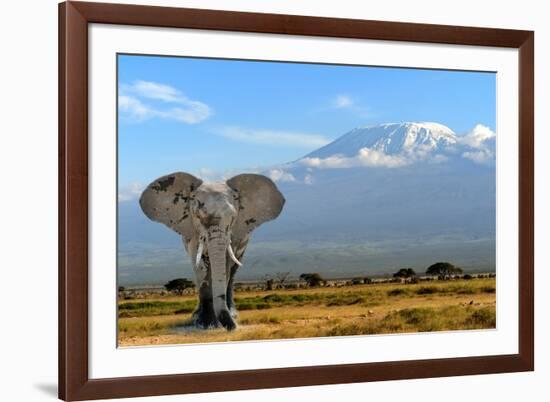 Elephant-byrdyak-Framed Photographic Print