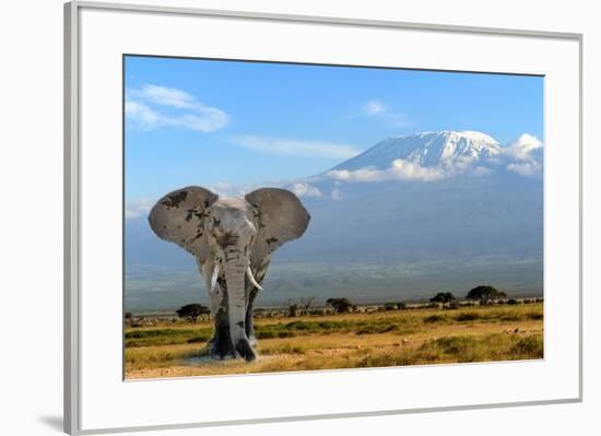 Elephant-byrdyak-Framed Photographic Print