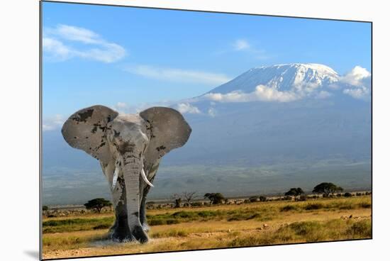 Elephant-byrdyak-Mounted Photographic Print