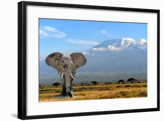 Elephant-byrdyak-Framed Photographic Print