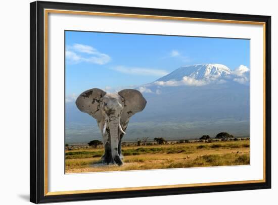 Elephant-byrdyak-Framed Photographic Print