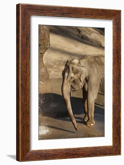 Elephant-Karyn Millet-Framed Photographic Print