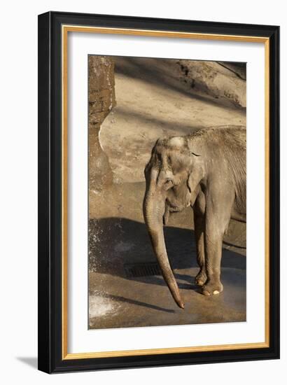 Elephant-Karyn Millet-Framed Photographic Print