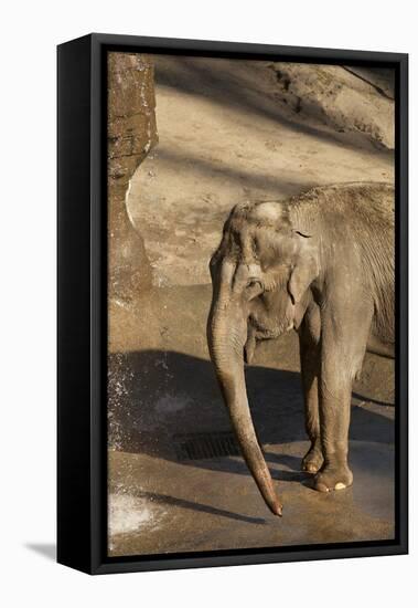 Elephant-Karyn Millet-Framed Premier Image Canvas