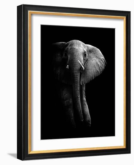 Elephant!-WildPhotoArt-Framed Photographic Print