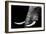 Elephant-Donvanstaden-Framed Premium Giclee Print