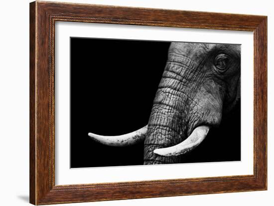 Elephant-Donvanstaden-Framed Premium Giclee Print