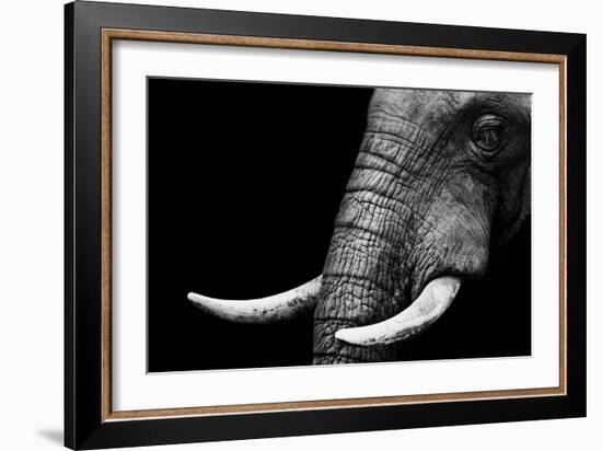 Elephant-Donvanstaden-Framed Premium Giclee Print