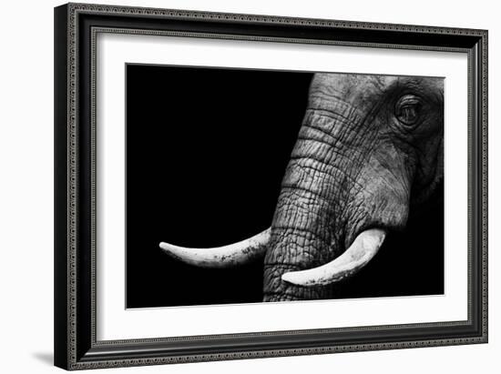 Elephant-Donvanstaden-Framed Premium Giclee Print