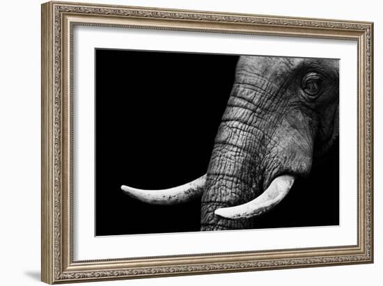 Elephant-Donvanstaden-Framed Art Print