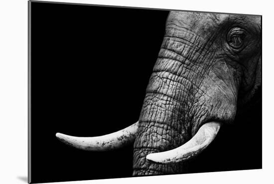 Elephant-Donvanstaden-Mounted Art Print