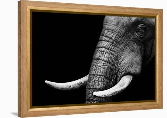 Elephant-Donvanstaden-Framed Stretched Canvas