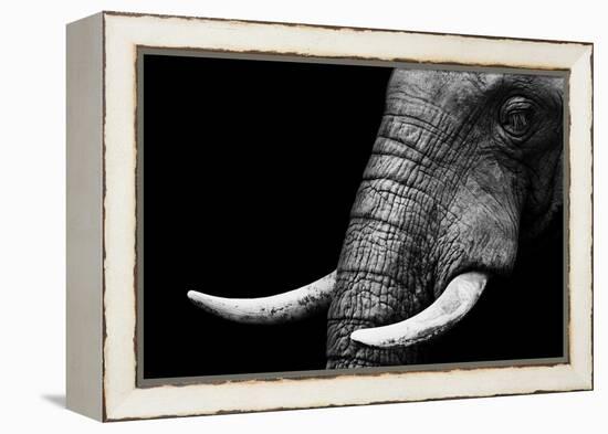 Elephant-Donvanstaden-Framed Stretched Canvas