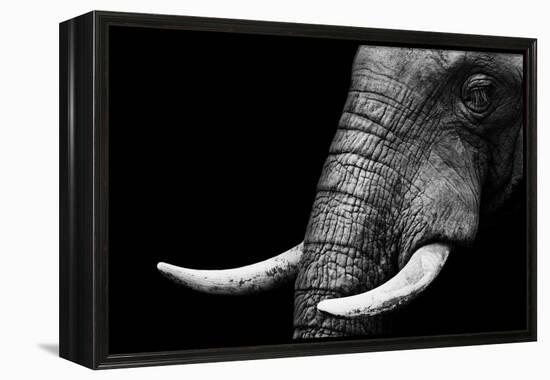 Elephant-Donvanstaden-Framed Stretched Canvas