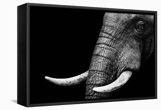 Elephant-Donvanstaden-Framed Stretched Canvas