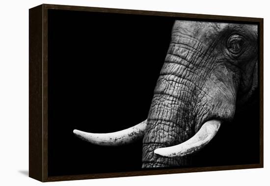 Elephant-Donvanstaden-Framed Stretched Canvas