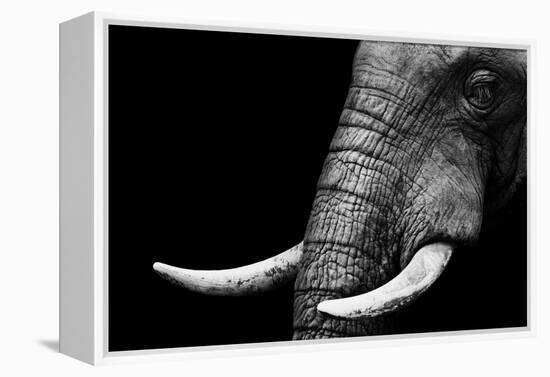 Elephant-Donvanstaden-Framed Stretched Canvas