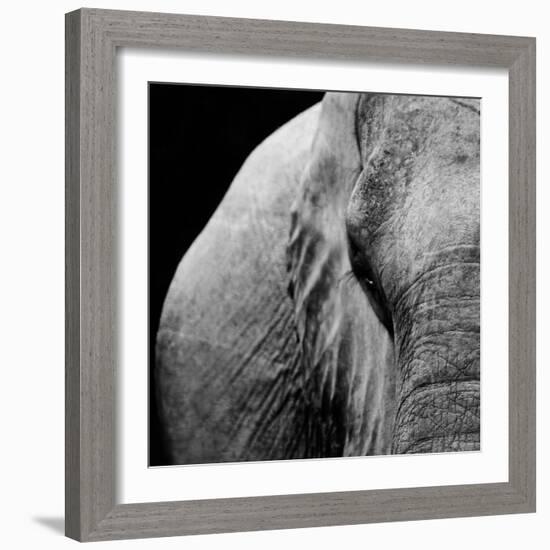 Elephant-Donvanstaden-Framed Art Print