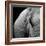 Elephant-Donvanstaden-Framed Art Print