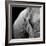 Elephant-Donvanstaden-Framed Art Print