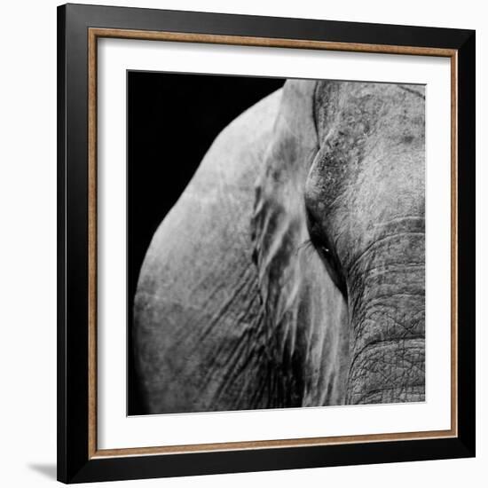 Elephant-Donvanstaden-Framed Art Print