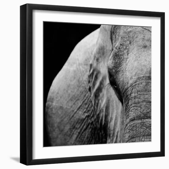 Elephant-Donvanstaden-Framed Art Print