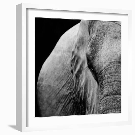 Elephant-Donvanstaden-Framed Art Print