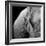 Elephant-Donvanstaden-Framed Art Print