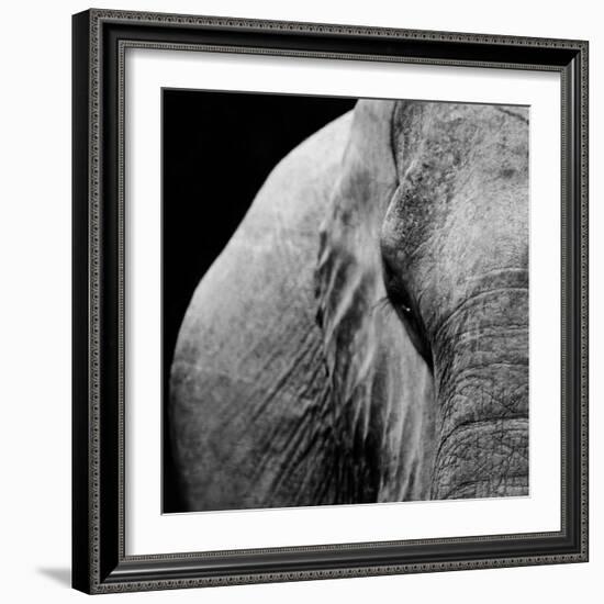 Elephant-Donvanstaden-Framed Art Print