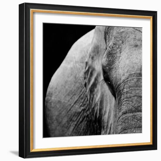 Elephant-Donvanstaden-Framed Art Print