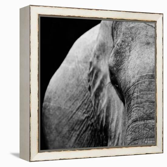 Elephant-Donvanstaden-Framed Stretched Canvas