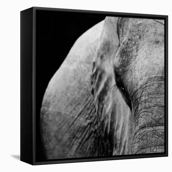 Elephant-Donvanstaden-Framed Stretched Canvas