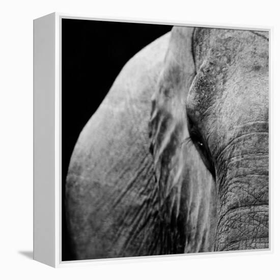 Elephant-Donvanstaden-Framed Stretched Canvas