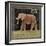 Elephant-Lisa Ven Vertloh-Framed Art Print