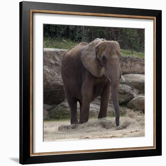 Elephant-Carol Highsmith-Framed Art Print