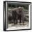 Elephant-Carol Highsmith-Framed Art Print